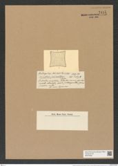 Triceratium parvimentosum Castr. (de-Toni-Nr.: Genus 140, Species 3928) Zeichnungen Sammlung Grunow Nr. 7415 (NHMW-BOT-W0376493)